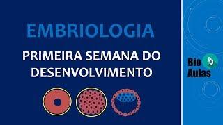 Primeira Semana do Desenvolvimento: Clivagem do Zigoto, Formação do Blastocisto (Embriologia Humana)