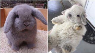 2021 Funny videos of little bunnies  cute bunnies
