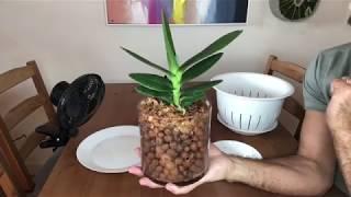 Repotting My New Renanthera: Semi-Hydroponics