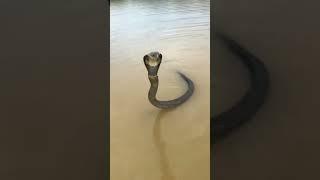 It's real Cobra 