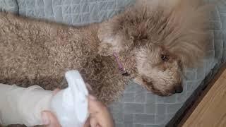 HOW TO TAKE CARE OF POODLE COAT