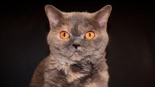 The 10 Pros and Cons of Owning a Selkirk Rex Cat 