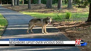 Wolf-Dog Hybrid incident in Grant