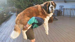 When Your Big Dog Thinks He's a Little Puppy!  Funny dogs videos