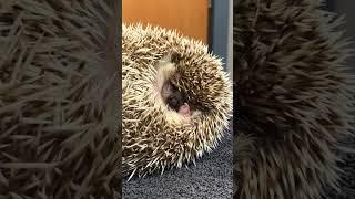 Sleepy Hedgehog