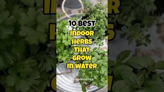 Best indoor herbs that grow in water 