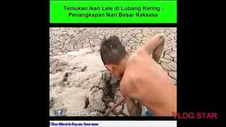 Temukan ikan lele dilubang kering penangkapan ikan besar raksasa..