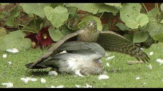 Sparrowhawk attack on pidgeon