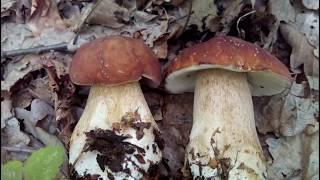Як збирати білі гриби? Как искать белые грибы