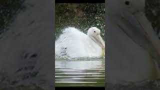 This Pelican Just Discovered The Perfect Bathing Technique!~4K Relaxation Video