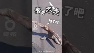 懶著不走｜壹蘋新聞網 #shorts