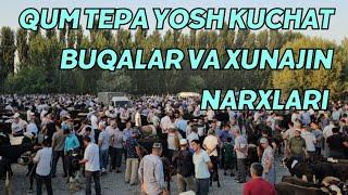 Qum tepa Yosh kuchatlar buqalar va xunajin narxlari qanday?