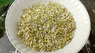 How to Sprout Green Moong (mung) Beans At Home - How to Grow Sprouts At Home l