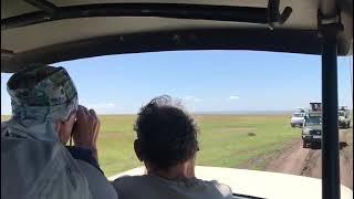 Гепард взял антилопу Топсона. Масаи Мара, Кения, февраль 2020.