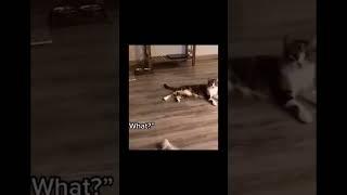 CATS CAN TALK?!? ⁉| Funny Cute Cats | #shorts