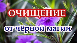 Очищение от чёрной магии️