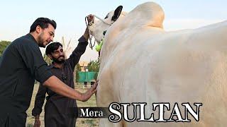 Alhumdulillah Mera Sultan  - Bakra Eid 2024 - Dangerous Cow Unloading 2024 - Fateh Jang Bulls 2024