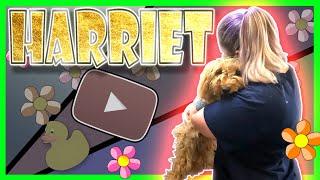 Harriet, SHOCKING!! EXTREMELY MATTED DOG, watch this emotional rescue