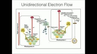 Cytochrome b6f: Proton Pumping and ATP Synthesis