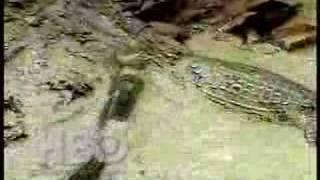 Electric Eel vs. Crocodile