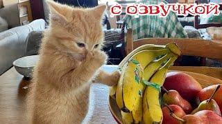 Приколы с котами! - СМЕШНЫЕ КОТЫ 2024! - С ОЗВУЧКОЙ! Самые смешные животные! УГАР!