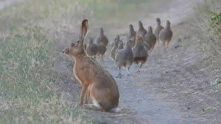 Стая Куропаток "сносит" Зайца с дороги! A flock of grey partridges blows the hare out of the way!