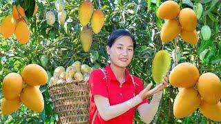 Harvest Mango Goes to the market sell | Ella Daily Life