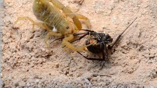 Scorpion Stings and Kills a Black Widow Spider