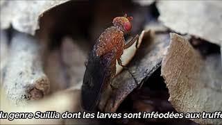 Mouche de la truffe (Suillia)