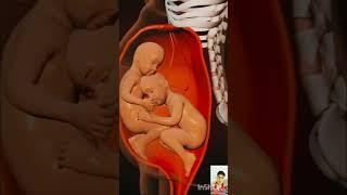 Incredible Moments Inside The Womb (Documentary)