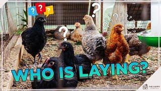 Find Out Which Hen Is Laying!