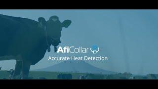 Herd Reproductivity with AfiCollar & Afifarm