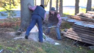 Harley / Dolmar chainsaw - Tree felling with Björn & Herje