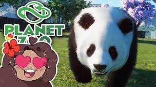 Beginning with AN ESCAPED PANDA?!  Daily Planet Zoo! • Day 1