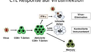 Zytotoxische T Zellen