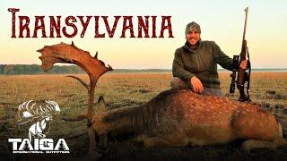 Mass-Rut Monster Fallow Deer Hunt in Romania!