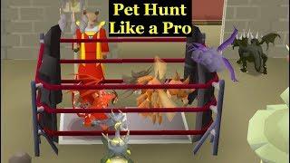 Top 5 Pet Hunting Strategies in OSRS