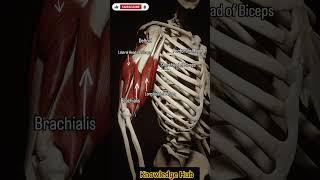 #anatomy #humananatomy #armuscles#mbbsmotivation #facts