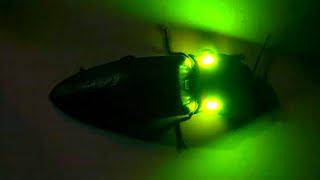 BRIGHTEST Glowing Insect in THE WORLD! - Headlight beetle (Pyrophorus)