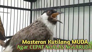 Suara Burung Kutilang Gacor ASLI Tanpa isian, Ampuh untuk Pikat Kutilang bikin kutilang Ribut gacor