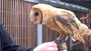 Behind the Scenes: Barn Owl Training | California Academy of Sciences