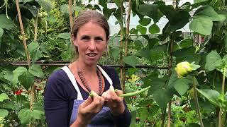 Growing French beans in the UK