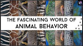 Animal Behavior | The Fascinating World of Our Fellow Creatures [4K]