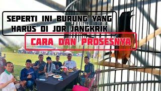 burung seperti ini jor dulu efnya‼️begini cara dan prosesnya...