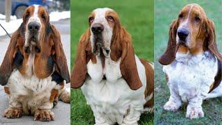 Basset hound | Funny and Cute dog video compilation in 2023.