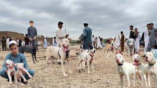 Pakistan  Ki Sab Say Mashoor Kohat Dog  Mandi Latest Updates | pk Animals Vlog