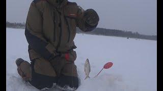 Рыбалка в глухозимье на можайском водохранилище. Ловим плотву, готовим на льду.