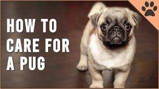 How To Care For A Pug | Dog World