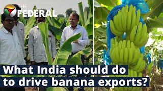 How can India raise its banana export share? An expert weighs in | The Federal