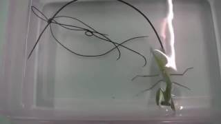 parasite worm in mantis